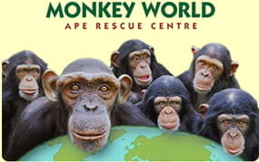 monkey world